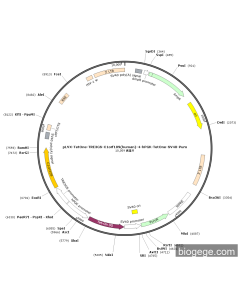 pLVX-TetOne-TRE3GS-C1orf109(human)-4-hPGK-TetOne-SV40-Puro