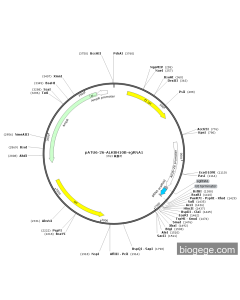 pATU6-26-ALKBH10B-sgRNA1