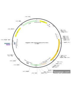 PiggyBac-CMV-GLRA1(human)-EF1a-Puro
