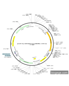 pEnCMV-Myc-SERPINB8(human)(1synonymous mutations)-1-SV40-Neo