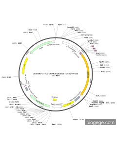 pEnCMV-3×HA-CAMK2D(human)-3-SV40-Neo