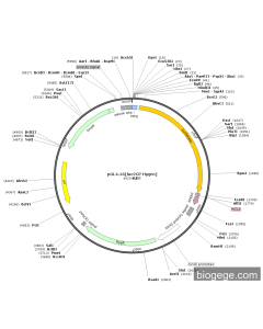 pGL4.16[luc2CP Hygro]