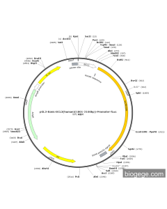 pGL3-Basic-BCL3(human)(1801-2100bp)-Promoter-Fluc