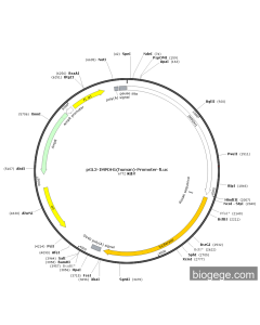 pGL3-IMPDH1(human)-Promoter-Fluc