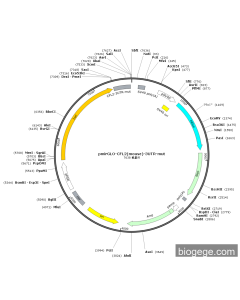 pmirGLO-CFL2(mouse)-3UTR-mut