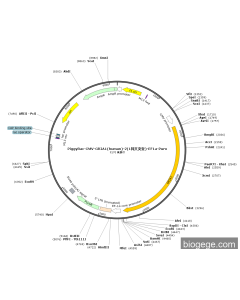 PiggyBac-CMV-GRIA1(human)-2(1synonymous mutations)-EF1a-Puro