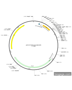 pUC19-PJ23119-mcjA(coli)