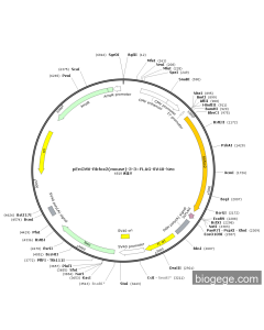 pEnCMV-Rbfox2(mouse)-3-3×FLAG-SV40-Neo