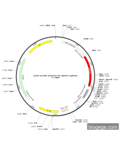pAAV-EnCMV-mCherry-U6-sgRNA1-sgRNA2