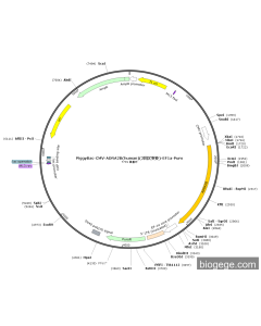 PiggyBac-CMV-ADRA2B(human)(2synonymous mutations)-EF1a-Puro