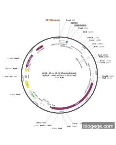 pHDE-AtU6-26-FPA(arabidopsis)-sgRNA1-NOS-mCherry-35S-Cas9