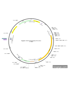 PiggyBac-CMV-KCNQ1(human)-EF1a-Puro