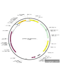 pET28b-6×His-Lgals7(mouse)