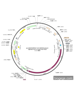 pLentiCRISPRV2-U6-DSPP(human)-sgRNA2-EF1a-Cas9-P2A-Puro