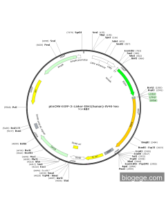 pEnCMV-EGFP-3×Linker-IDH1(human)-SV40-Neo