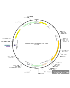 PiggyBac-CMV-ADRB2(human)-EF1a-Puro