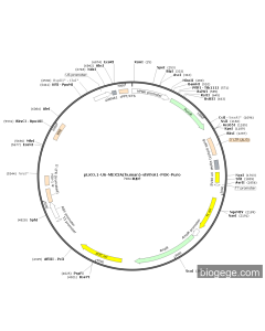 pLKO.1-U6-MEX3A(human)-shRNA1-PGK-Puro