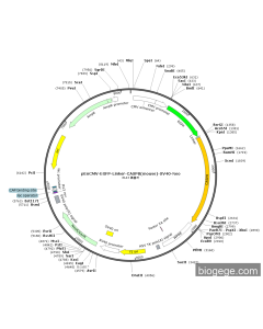pEnCMV-EGFP-Linker-CASP8(mouse)-SV40-Neo