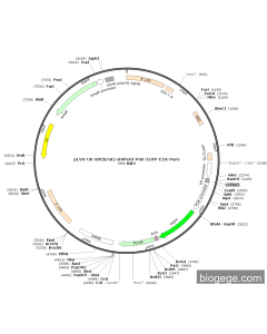 pLVX-U6-Sirt3(rat)-shRNA3-PGK-EGFP-E2A-Puro