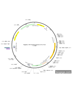 PiggyBac-CMV-ADORA1(human)-EF1a-Puro