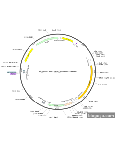 PiggyBac-CMV-CHRM2(human)-EF1a-Puro