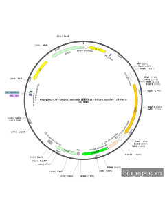 PiggyBac-CMV-DRD1(human)(1synonymous mutations)-EF1a-CopGFP-T2A-Puro