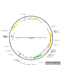 PiggyBac-CMV-CNR2(human)(1synonymous mutations)-EF1a-CopGFP-T2A-Puro