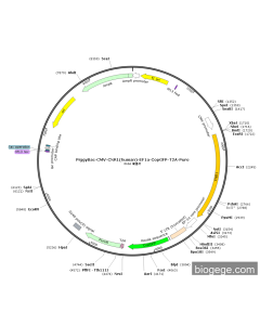 PiggyBac-CMV-CNR1(human)-EF1a-CopGFP-T2A-Puro