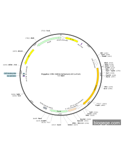 PiggyBac-CMV-ADRA1A(human)-EF1a-Puro