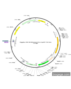 PiggyBac-CMV-MC4R(human)-EF1a-CopGFP-T2A-Puro