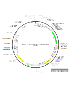pLKO.1-U6-MIR19A(human)-shRNA1-PGK-EGFP
