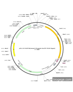 pGL4.16-EnIl12b(mouse)-Promoter-luc2CP-SV40-Hygro]