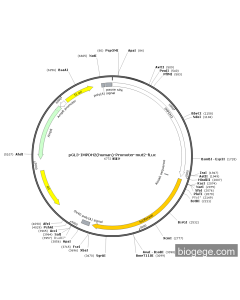 pGL3-IMPDH2(human)-Promoter-mut2-Fluc