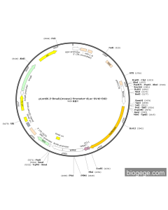 pLenti6.3-Bmal1(mouse)-Promoter-dLuc-SV40-BSD