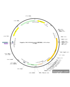 PiggyBac-CMV-HTR3A(human)(1synonymous mutations)-1-EF1a-Puro