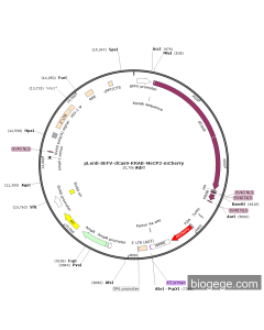 pLenti-SEFV-dCas9-KRAB-MeCP2-mCherry