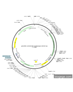 pEnCMV-LINC02428-210(human)-SV40-Neo