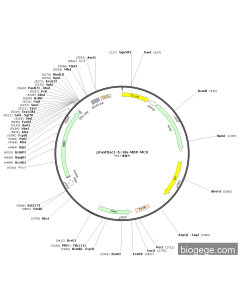 pFastBac1-6×His-MBP-MCS