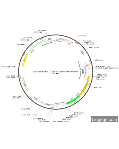 pLVX-TRE3G-ACAA1(human)-Linker-EGFP-PGK-Puro