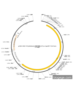 pCDH-CMV-VTN(chicken)(1synonymous mutations)-EF1a-CopGFP-T2A-Puro