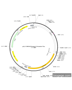pGL3-IMPDH2(human)-Promoter-Fluc