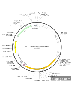 pGL4.11-PGR(human)-Promoter-Fluc