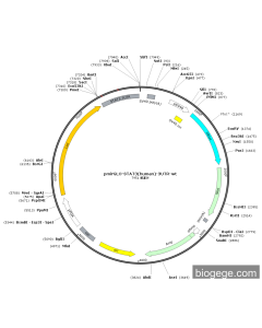 pmirGLO-STAT3(human)-3UTR-wt