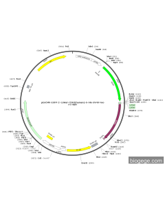 pEnCMV-EGFP-2×Linker-CD63(human)-6×His-SV40-Neo