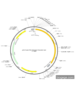 pGL3-Basic-PDL1(human)-Promoter-mut