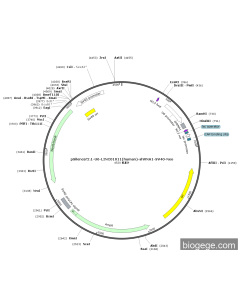 pSilencer2.1-U6-LINC01011(human)-shRNA1-SV40-Neo