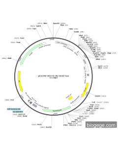 pEnCMV-MCS-8×His-SV40-Neo