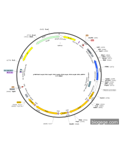 pTRE3GV-GvpJ-P2A-GvpF-P2A-GvpG-P2A-GvpL-P2A-GvpK-SP6-eBFP2