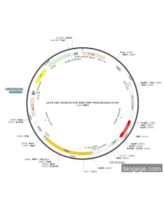 pLVX-Ubc-mCherry-P2A-BSD-CMV-NRG1(human)-FLAG