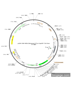 pCDH-CMV-MIR129(mouse)-EF1a-CopGFP-T2A-Puro